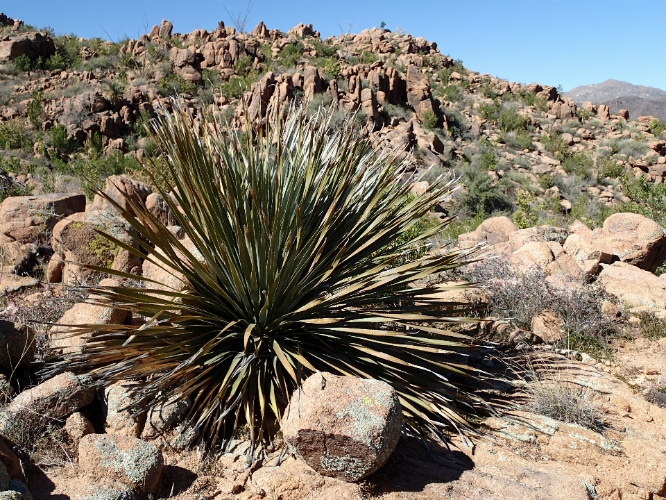 Paesaggio albero rock cactus
