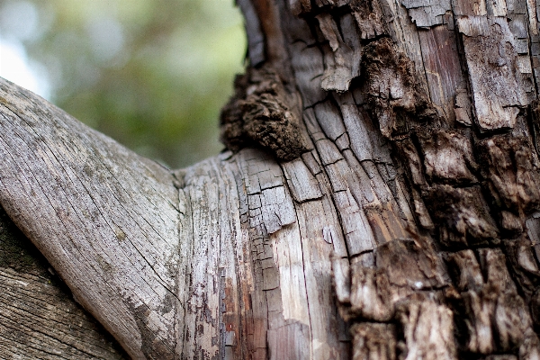 Tree nature forest branch Photo