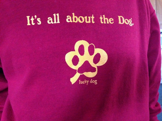 Purple dog clothing pink Photo