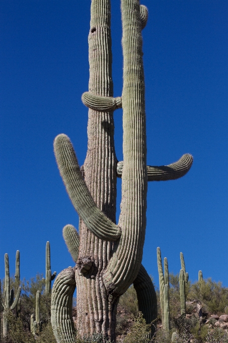 Kaktus
 tanaman bunga saguaro
