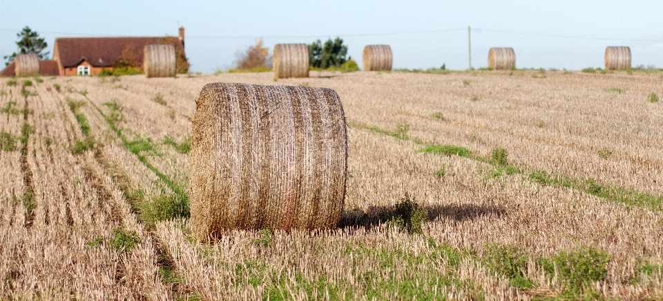 Grass plant hay field