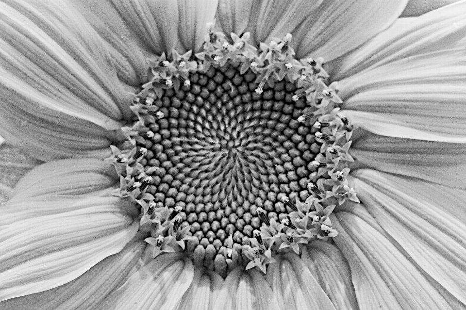 Black and white plant photography