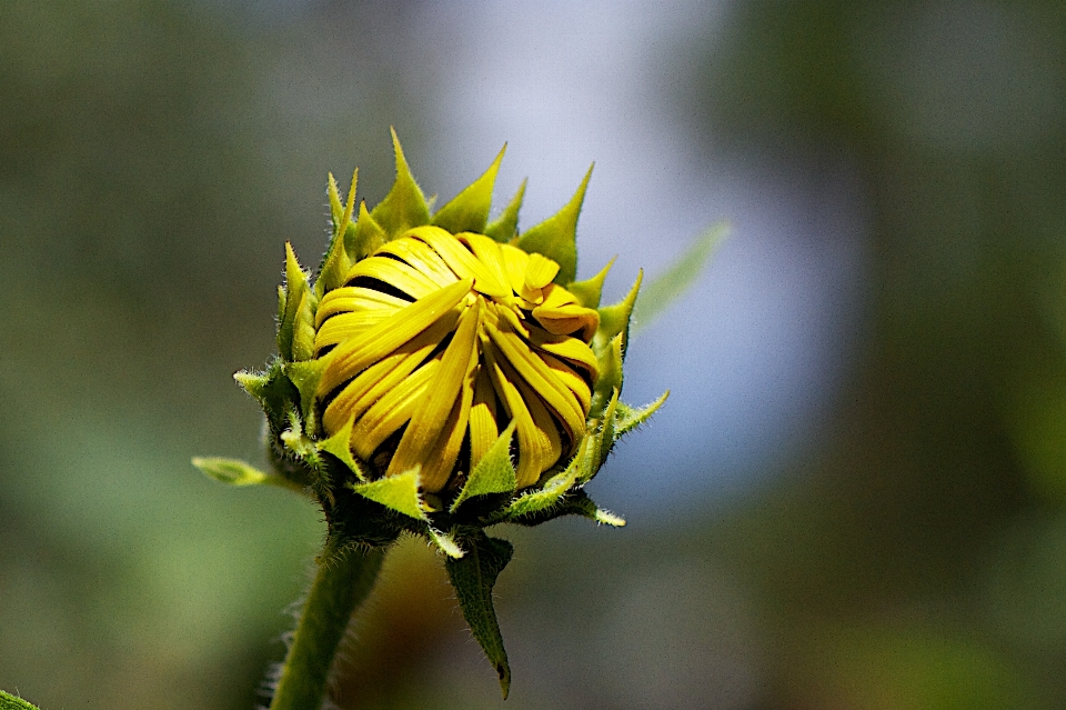 Alam tanaman daun bunga