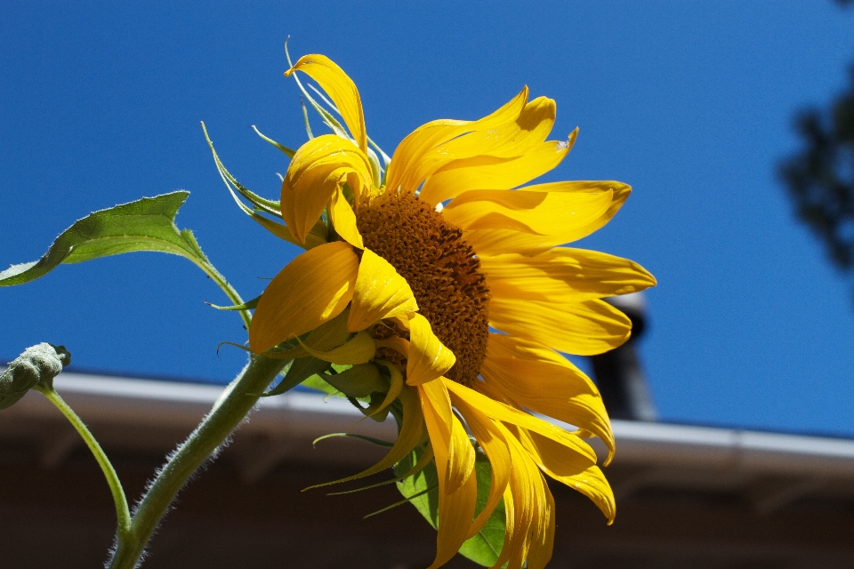 Natur anlage sonnenlicht blatt