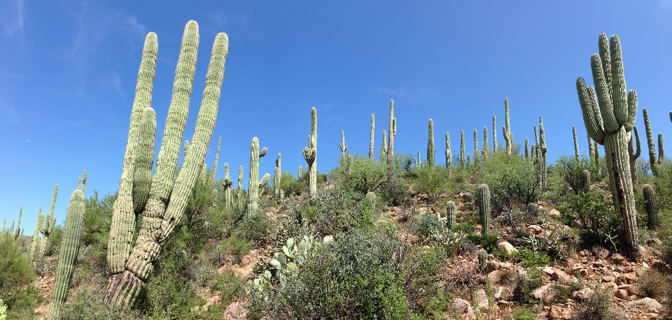 Césped cactus
 planta pradera
