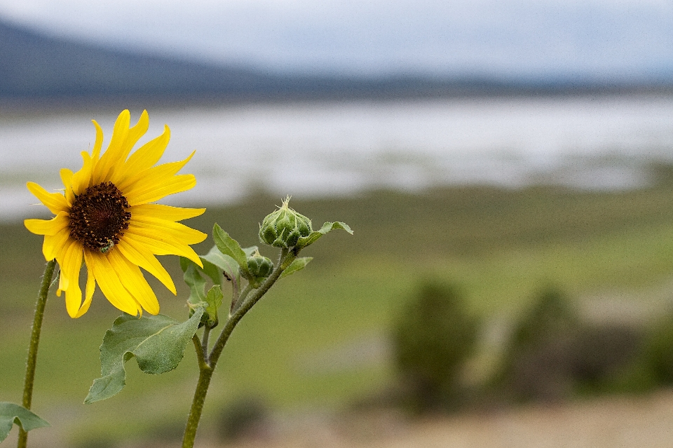 Nature usine champ prairie
