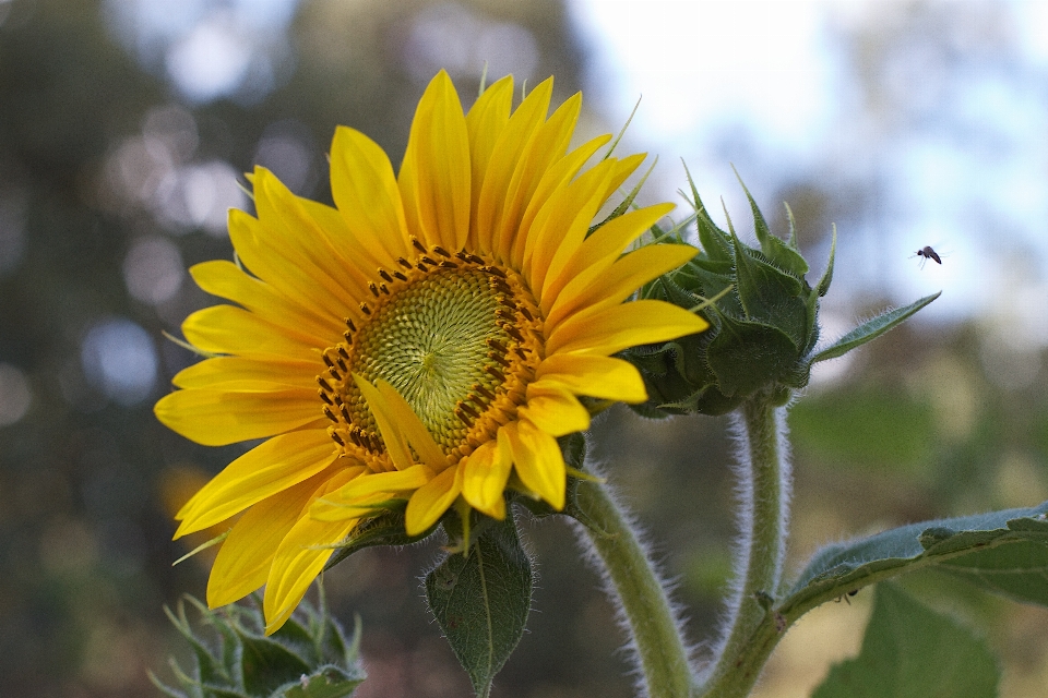 Naturaleza planta campo flor