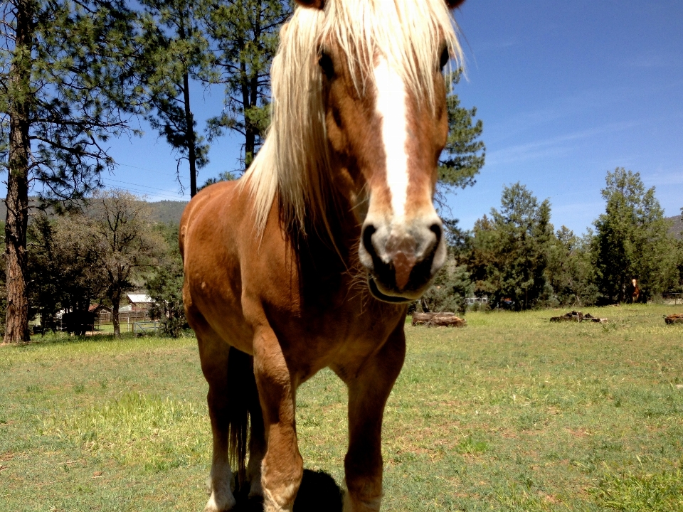 Meadow pasture grazing horse