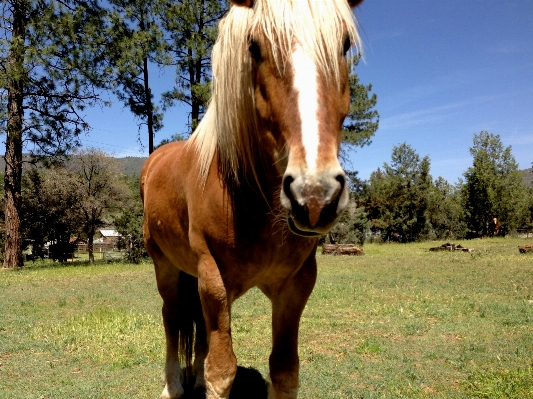 Meadow pasture grazing horse Photo