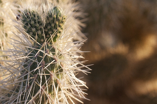 Foto Natureza filial cacto
 plantar