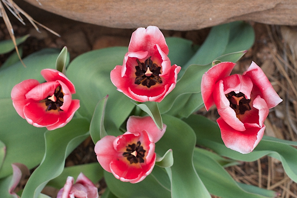 Pianta fiore petalo tulipano