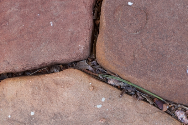 Rock wood floor soil Photo