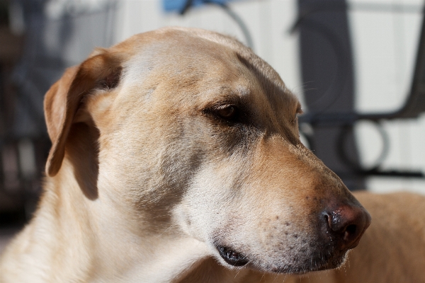 Foto Cachorro perro mamífero hocico
