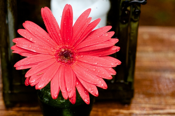 Plant photography flower petal Photo