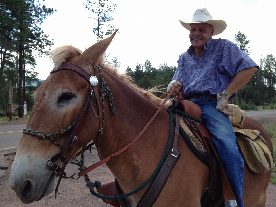 Rienda
 brida
 vaquero yegua
