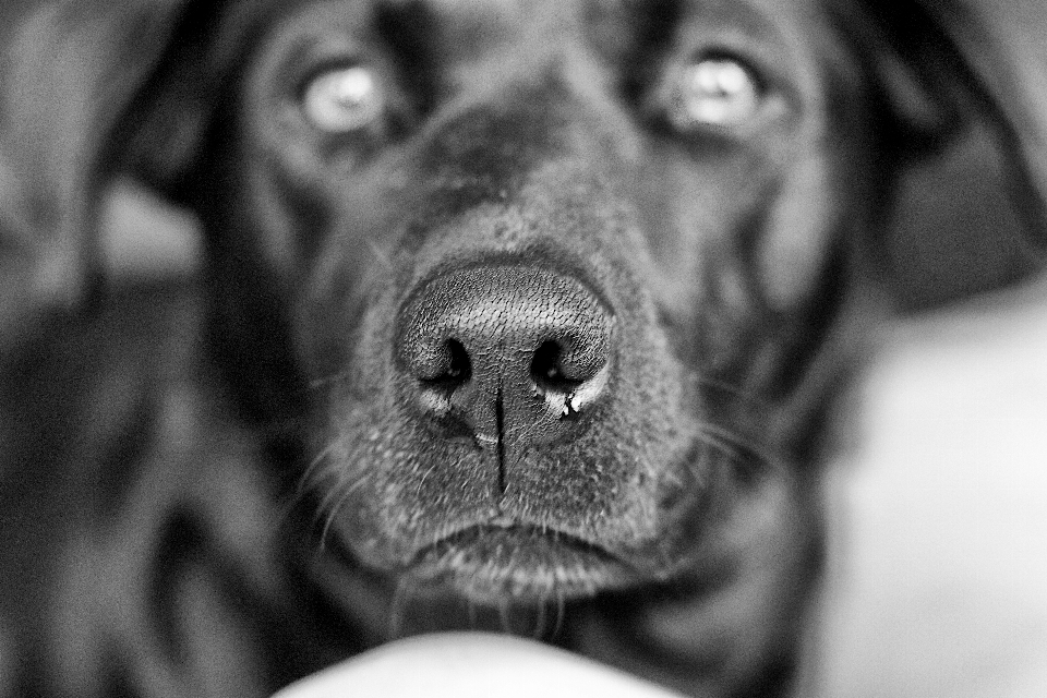 Schwarz und weiß
 fotografie welpe hund