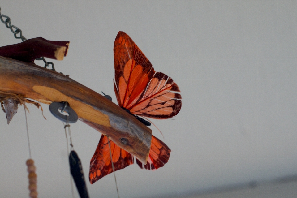 Flügel insekt schmetterling fauna