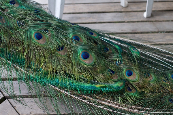 Bird wing wildlife green Photo