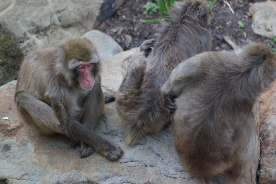 Dzikiej przyrody ogród zoologiczny ssak fauna