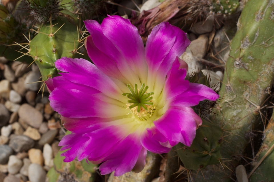 Cactus
 usine fleur pétale