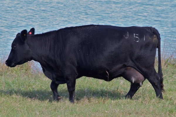 Cow pasture grazing mammal Photo