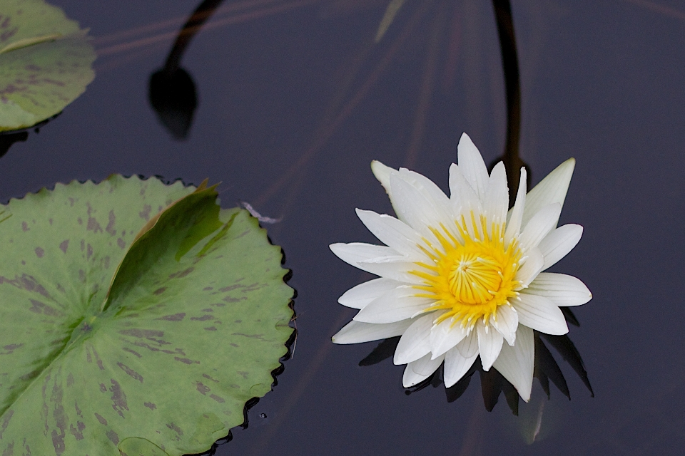 Pianta foglia fiore petalo