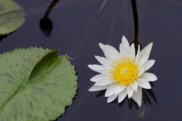 植物 葉 花 花弁 写真