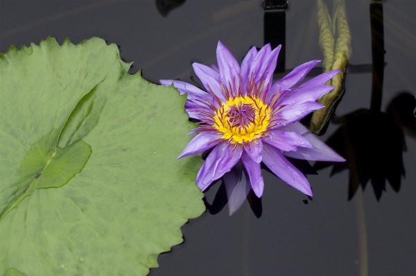 Foto Planta flor pétalo verde