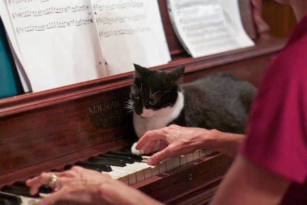 Foto Gatto pianoforte odissea gatti di piccola e media taglia
