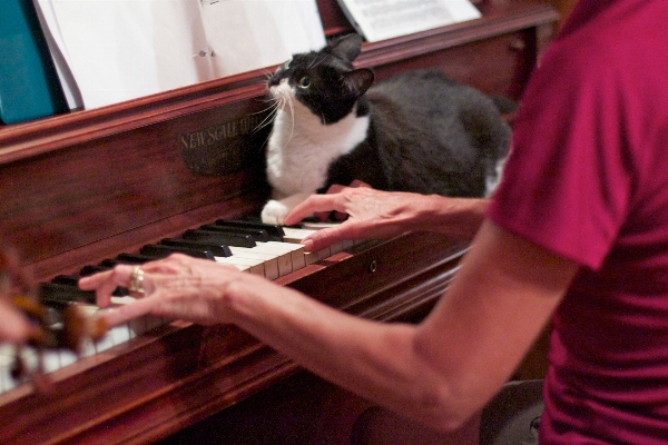 Foto Gatto pianoforte odissea hurley lounge
