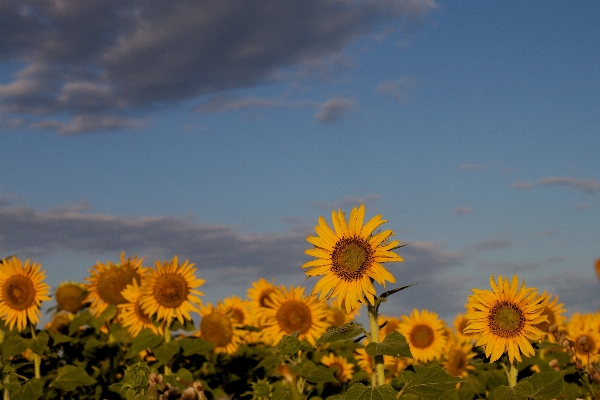 Plant sky sunset field Photo