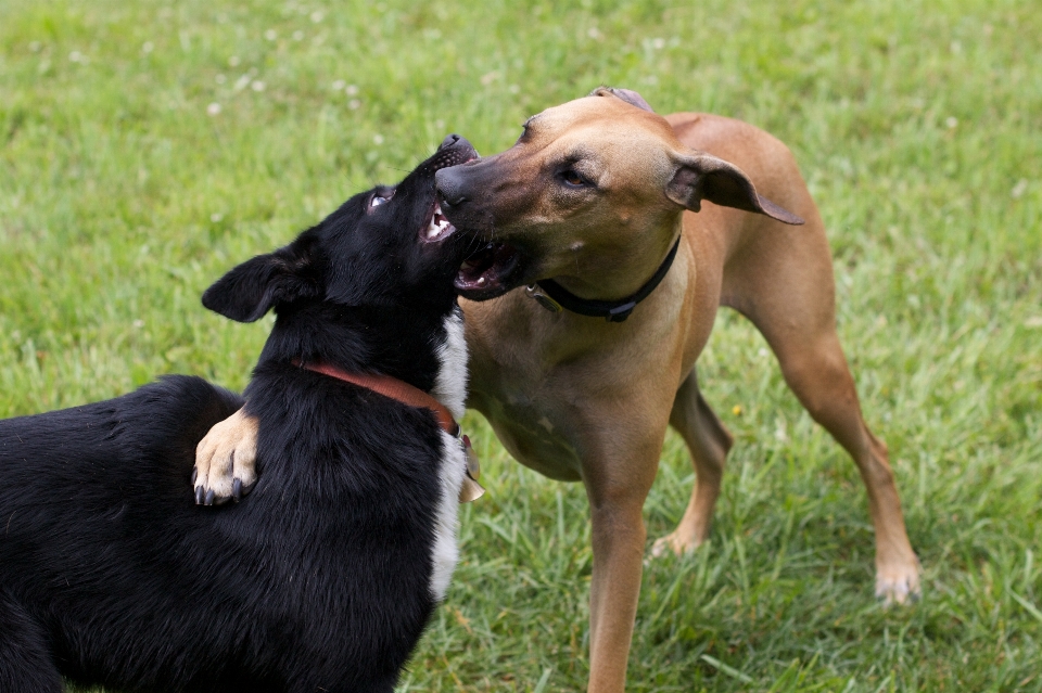 Köpek memeli tazı spor dalları