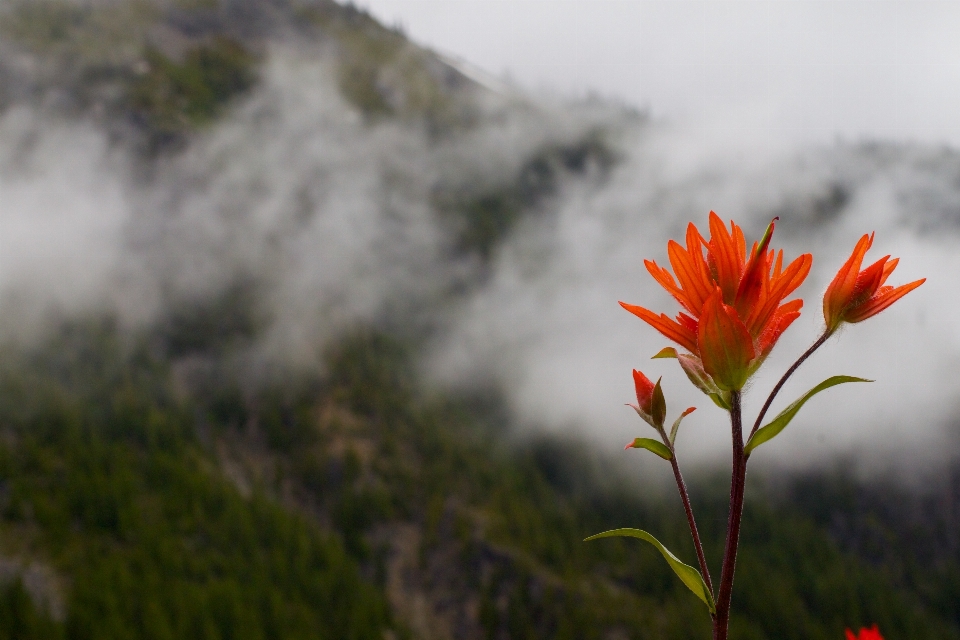 Naturaleza césped montaña planta