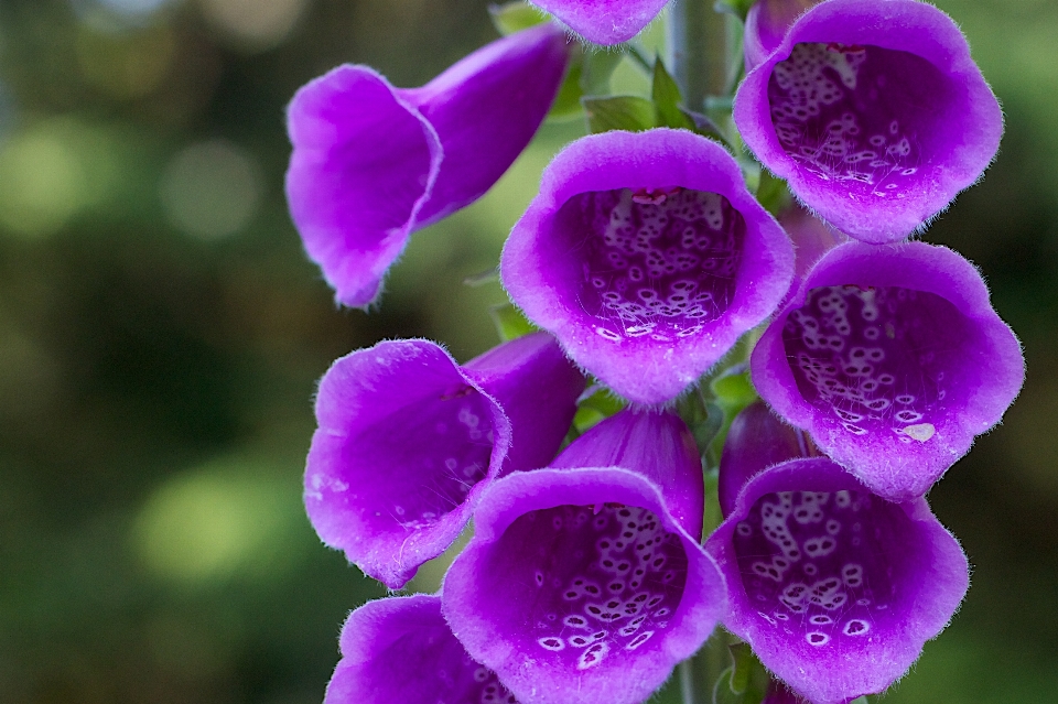 Blüte anlage blume lila