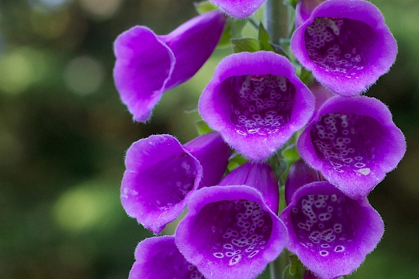 Blossom plant flower purple Photo