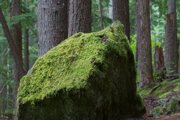 Tree nature forest plant Photo