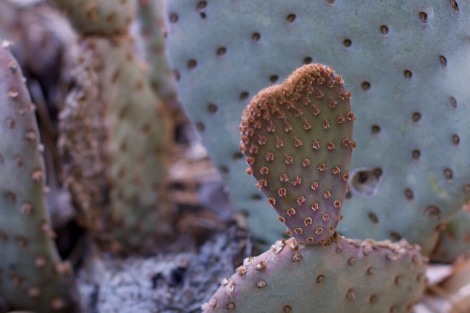 Cactus
 pianta foglia fiore