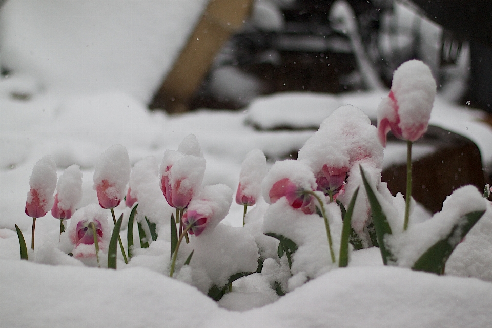 花 雪 冬 植物