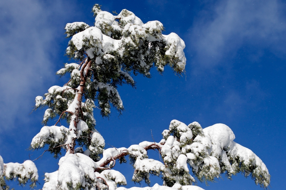 Arbre bifurquer montagne neige