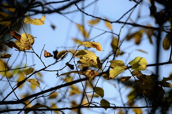 Tree nature branch blossom Photo