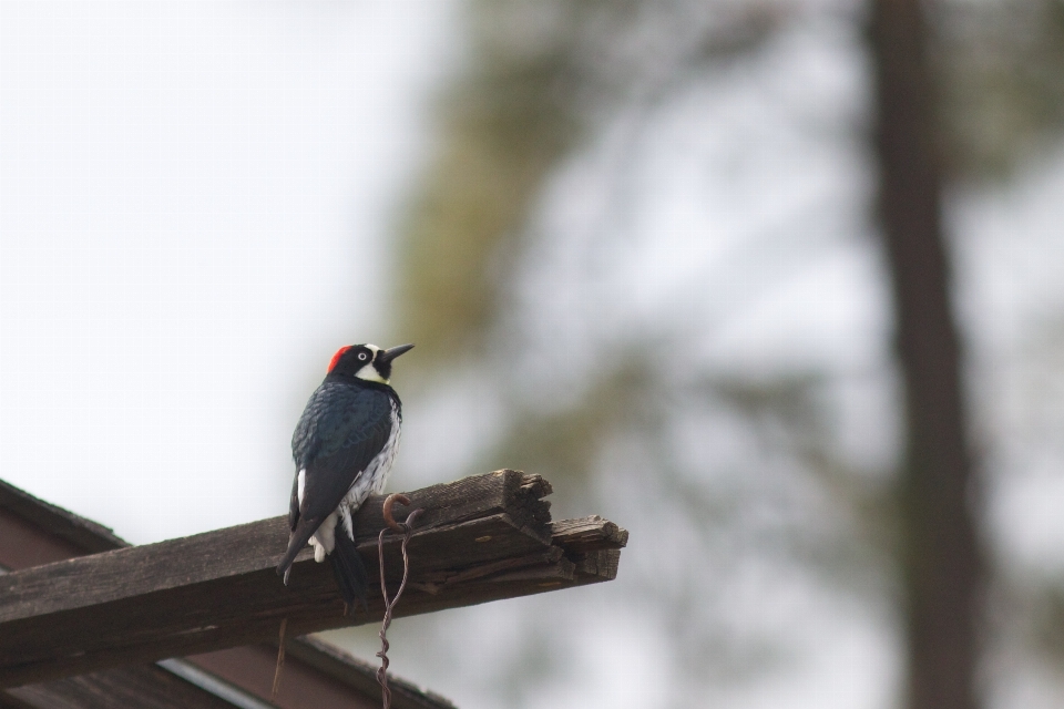 Cabang burung margasatwa paruh