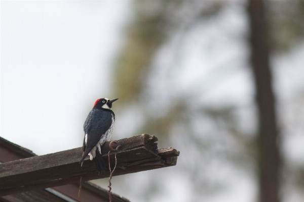 Branch bird wildlife beak Photo