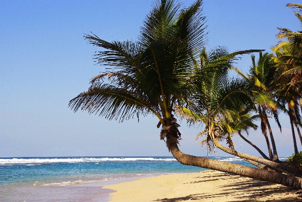 Beach sea coast tree Photo