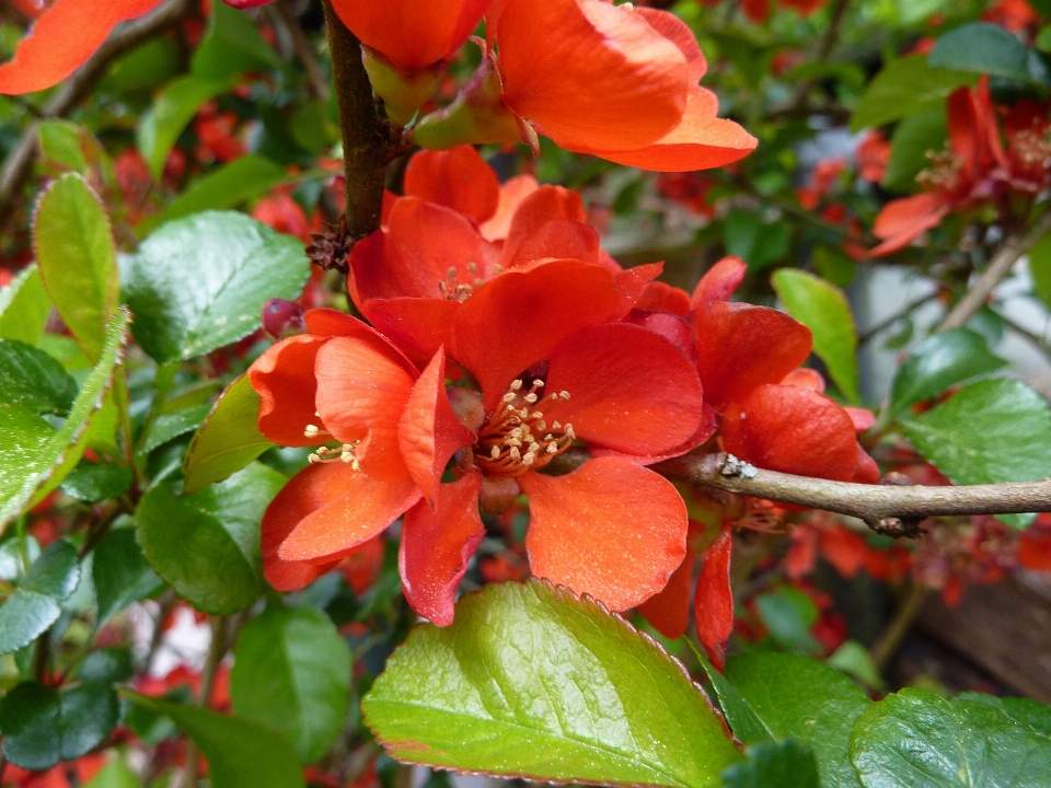 Fleurir usine feuille fleur