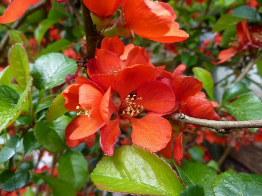 Blossom plant leaf flower Photo