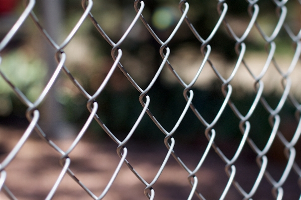 Branch fence barbed wire leaf Photo