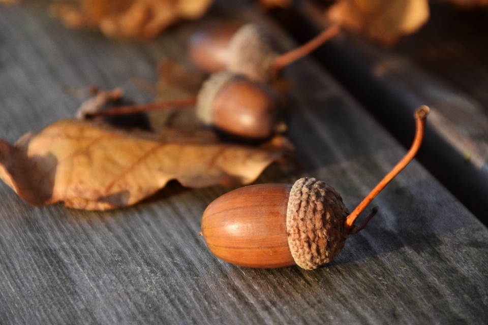 Natura legna foglia decorazione