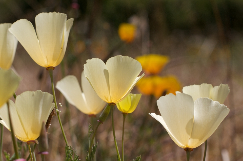 Anlage blume blütenblatt botanik
