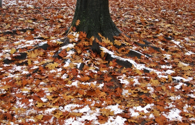 Tree nature branch snow Photo