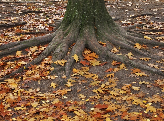 Tree nature forest branch Photo